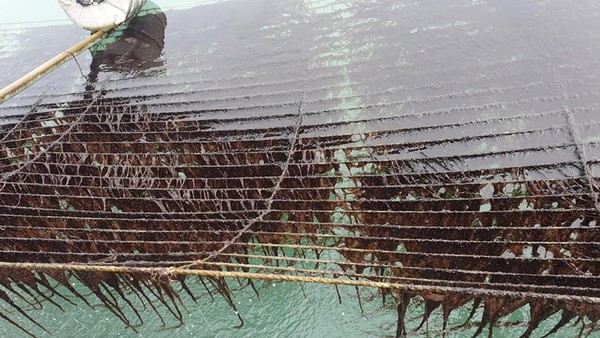 햇바디 1호 양식 모습