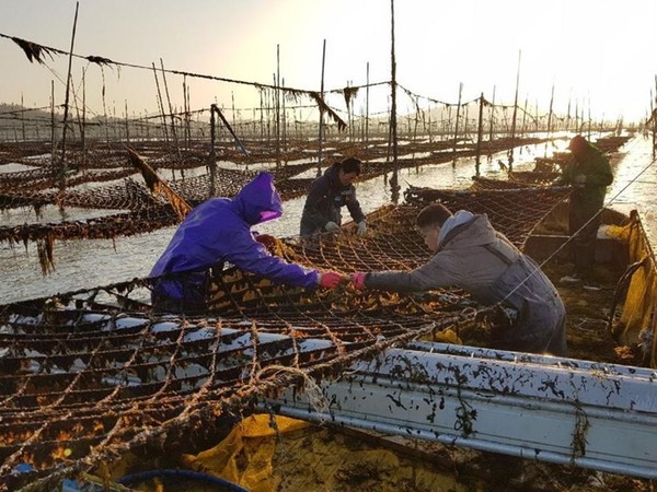 김 양식 채취 모습