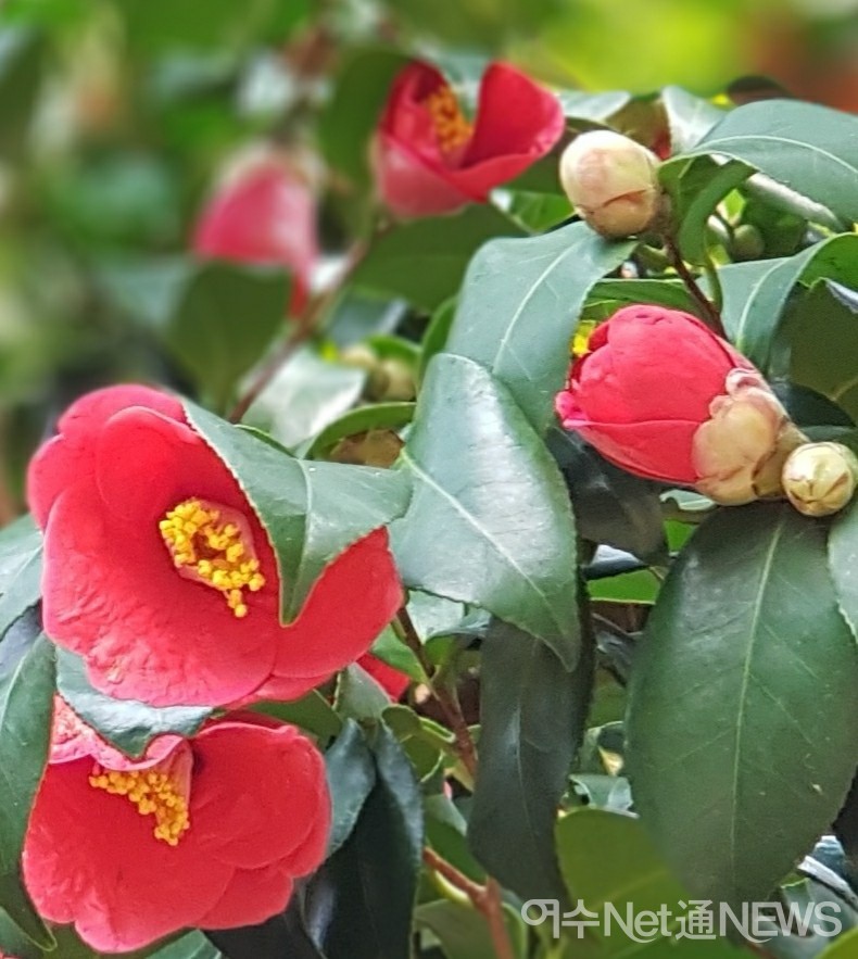 ▲ 상춘객 기다리는 오동도 동백(사진=정신출)