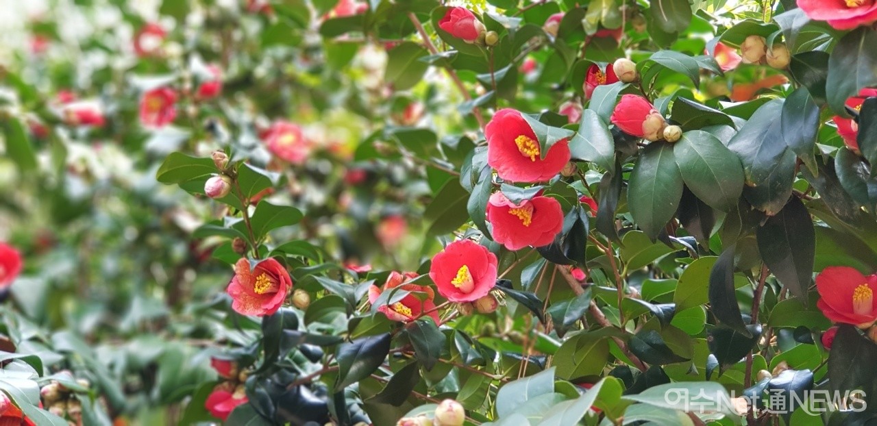 ▲ 상춘객 기다리는 오동도 동백(사진=정신출)