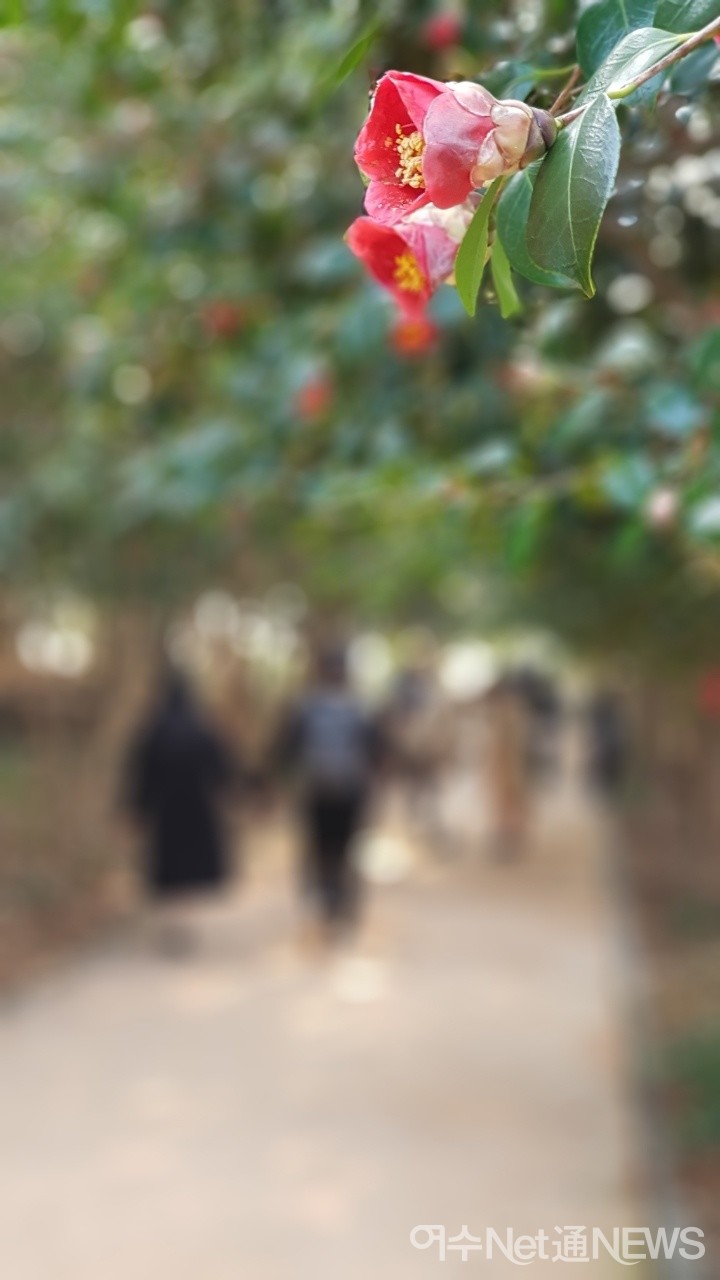 ▲ 오동도 동백 너머로 한 젊은 상춘객이 걷고 있다(사진=정신출)