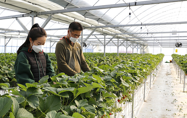신안군이 초보 청년농업인을 위한 ‘경영실습 임대농장’으로 사용하는 스마트팜. 초보 청년 농부와 귀농부부 등이 함께 경영실습을 하고 있다
