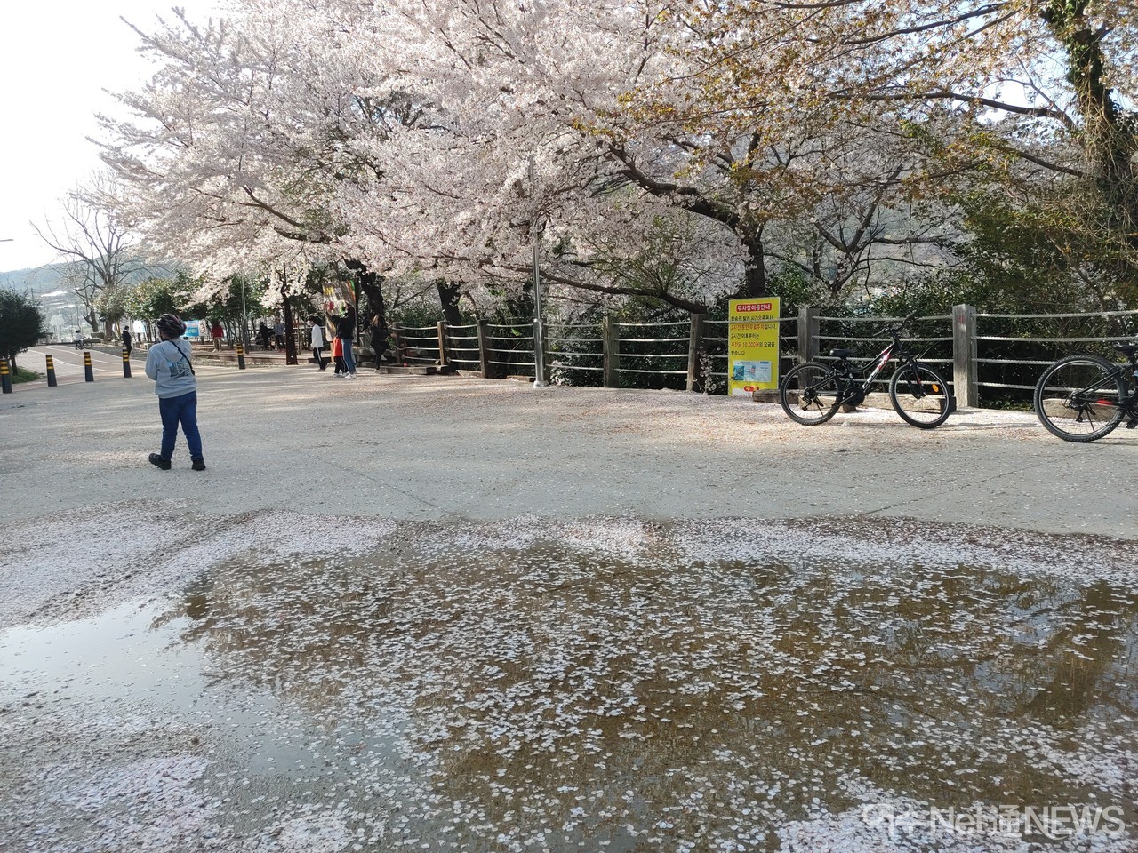 ▲ 봄바람 휘날리며 흩날리는 벚꽃 잎이울려 퍼질 이 거리를 우우 둘이 걸어요♬