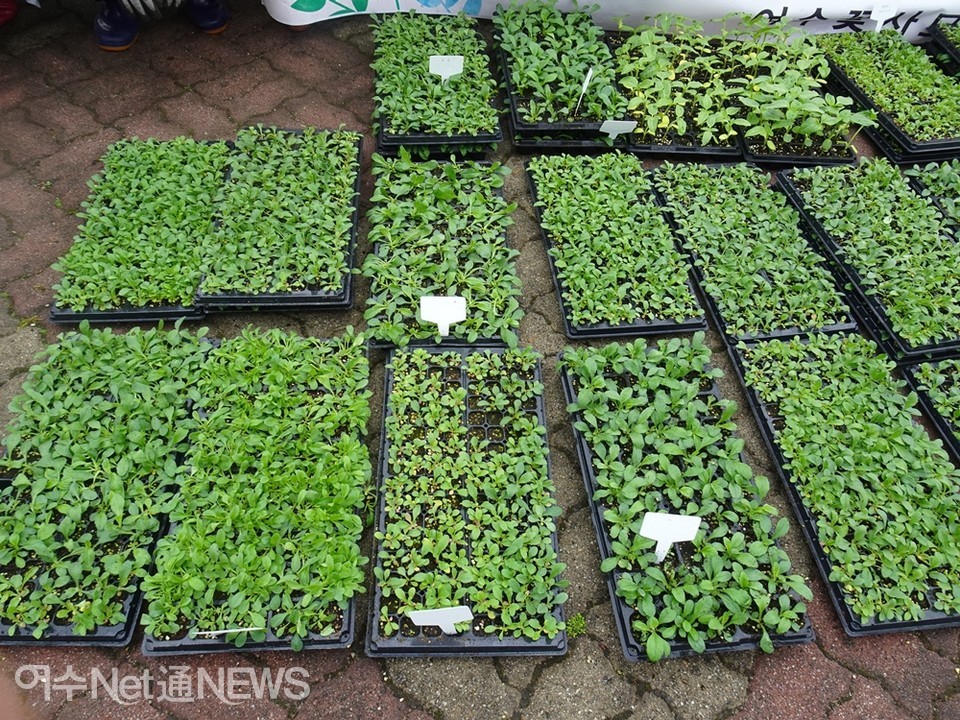 ▲여수시농업기술센터 육묘장에서 싹을 틔운 야생화모종