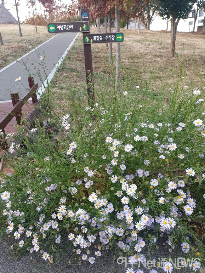 ▲지난해 봄, 꽃사모가 무선고인돌공원에 심은 쑥부쟁이가 가을에 활짝 피었다 ⓒ박근호