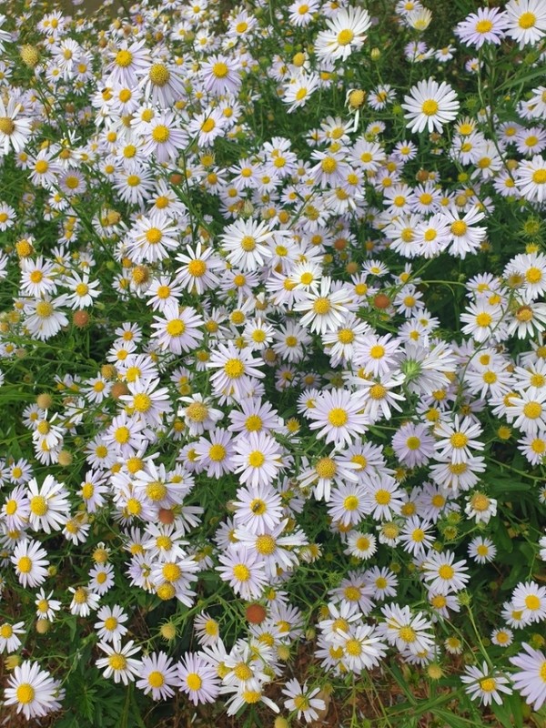 ▲지난해 가을 만개한 쑥부쟁이 ⓒ박근호