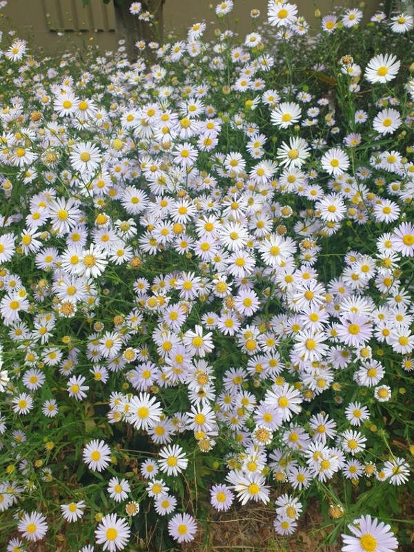 ▲아파트 화단에도 쑥부쟁이가 피었다 ⓒ박근호