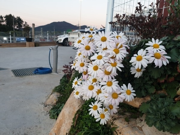 ▲천일풋살경기장에 핀 쑥부쟁이 ⓒ박근호