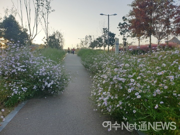 ▲고인돌공원에 핀 쑥부쟁이  ⓒ박근호