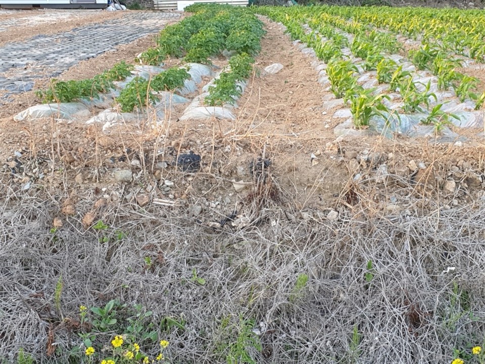 ▲밭두렁의 검정 폐비닐 조각들 ⓒ정병진