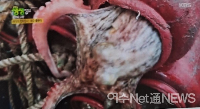 ▲ 문어단지에 든 참문어 모습