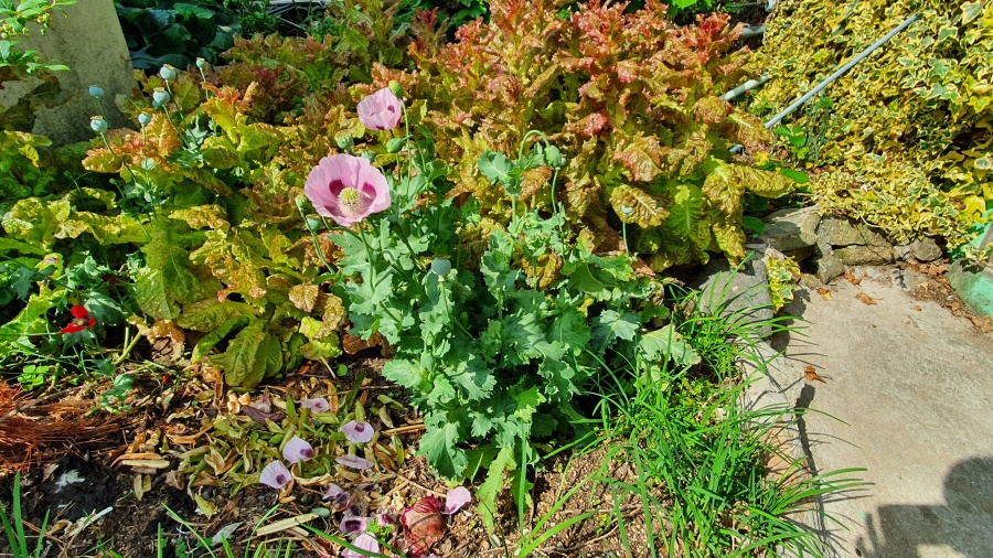 ▲텃밭에 재배 중인 양귀비