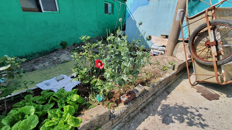 ▲텃밭에 재배 중인 양귀비