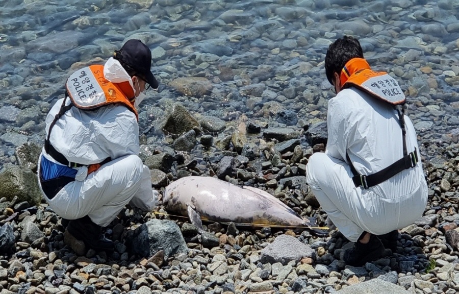 ▲해안가에 좌초된 상괭이 사체