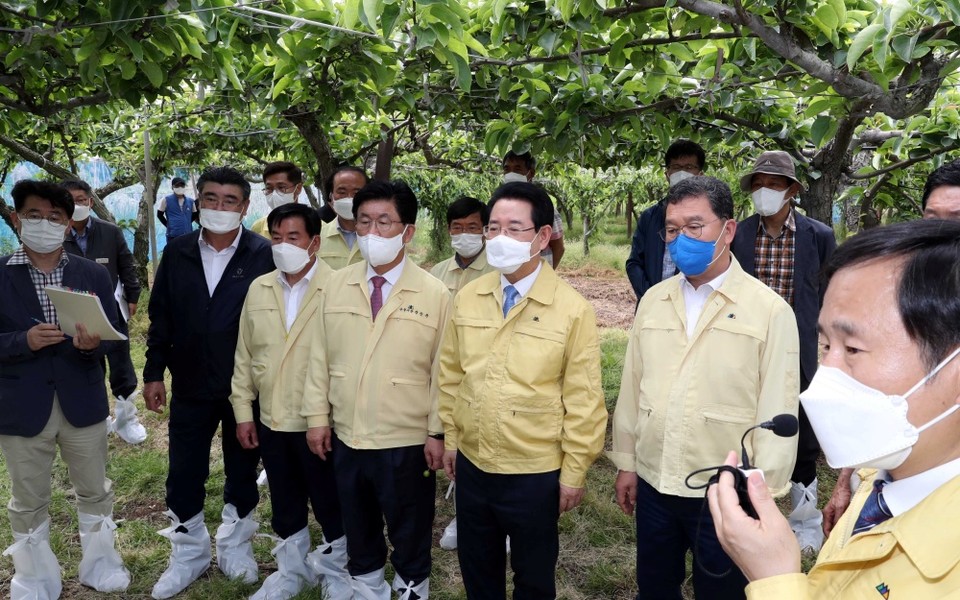 ▲지난 4월 이상저온으로 피해를 입은 나주의 배 농가를 김 지사가 방문했다 