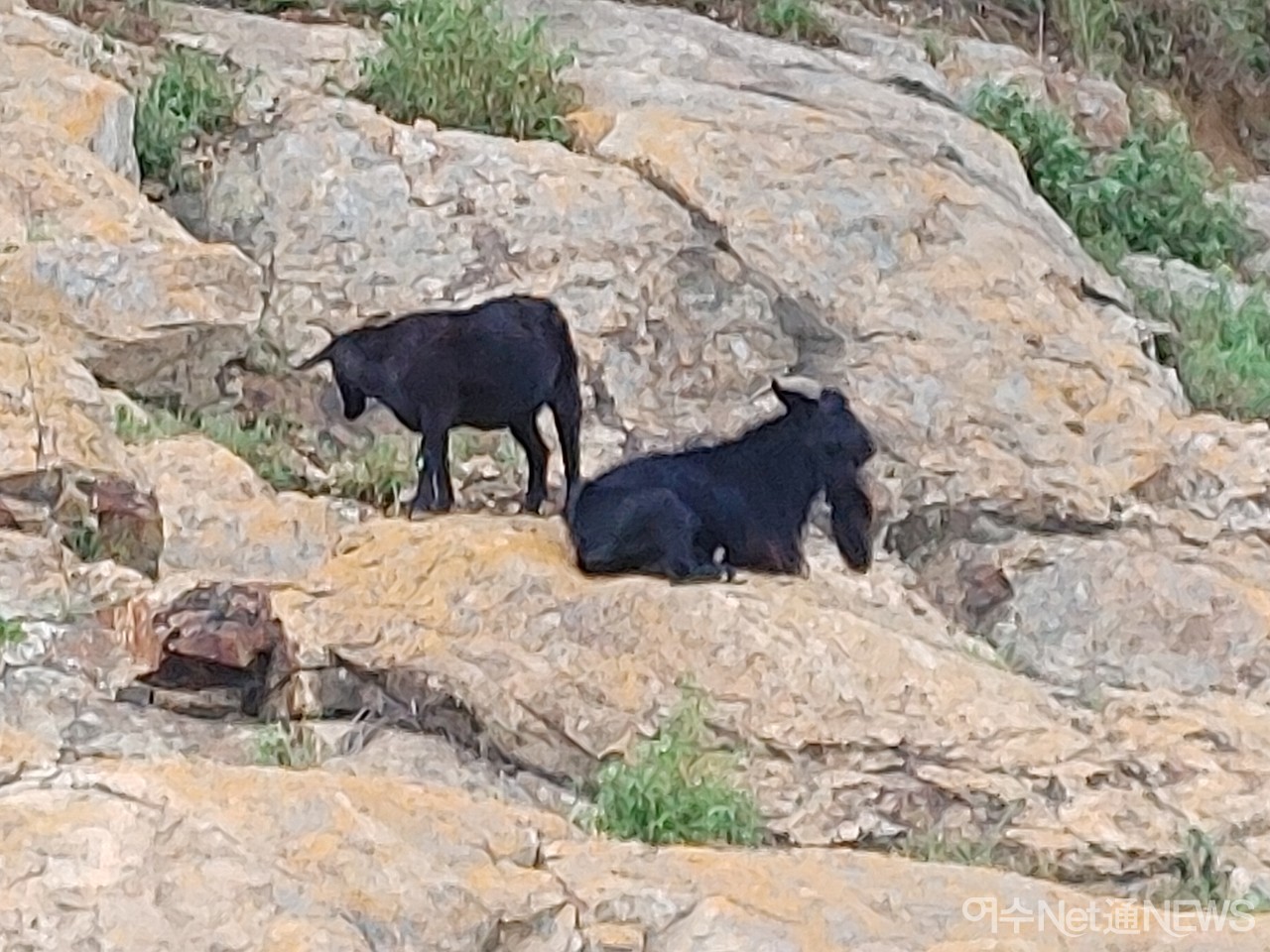 ▲ 신북항에 나타난 염소떼