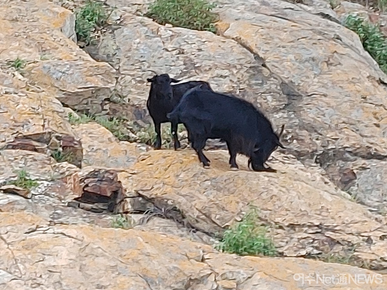▲ 신북항에 나타난 염소떼