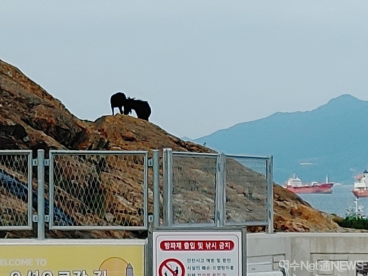 ▲ 신북항에 나타난 염소떼