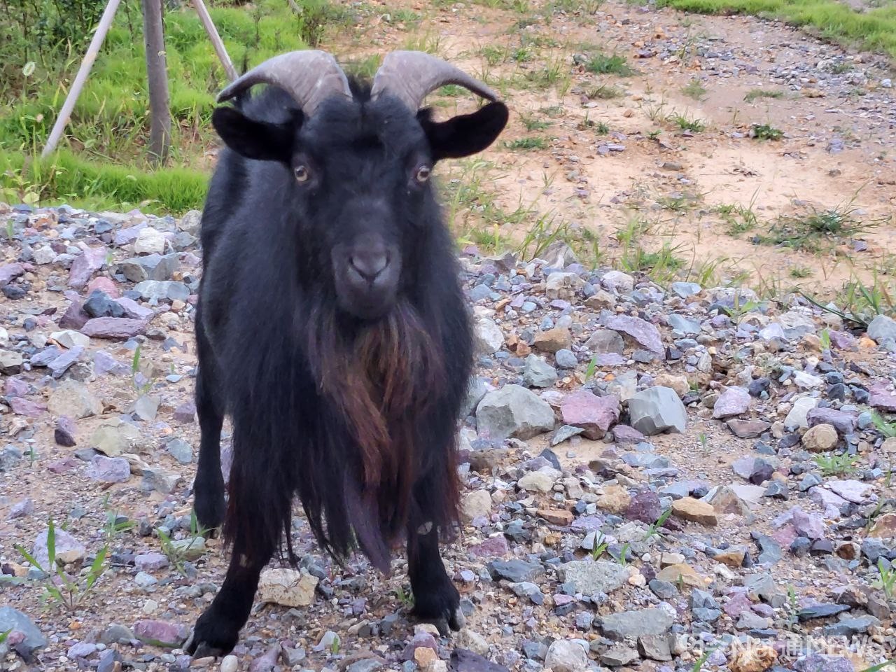 ▲ 신북항에 나타난 염소떼