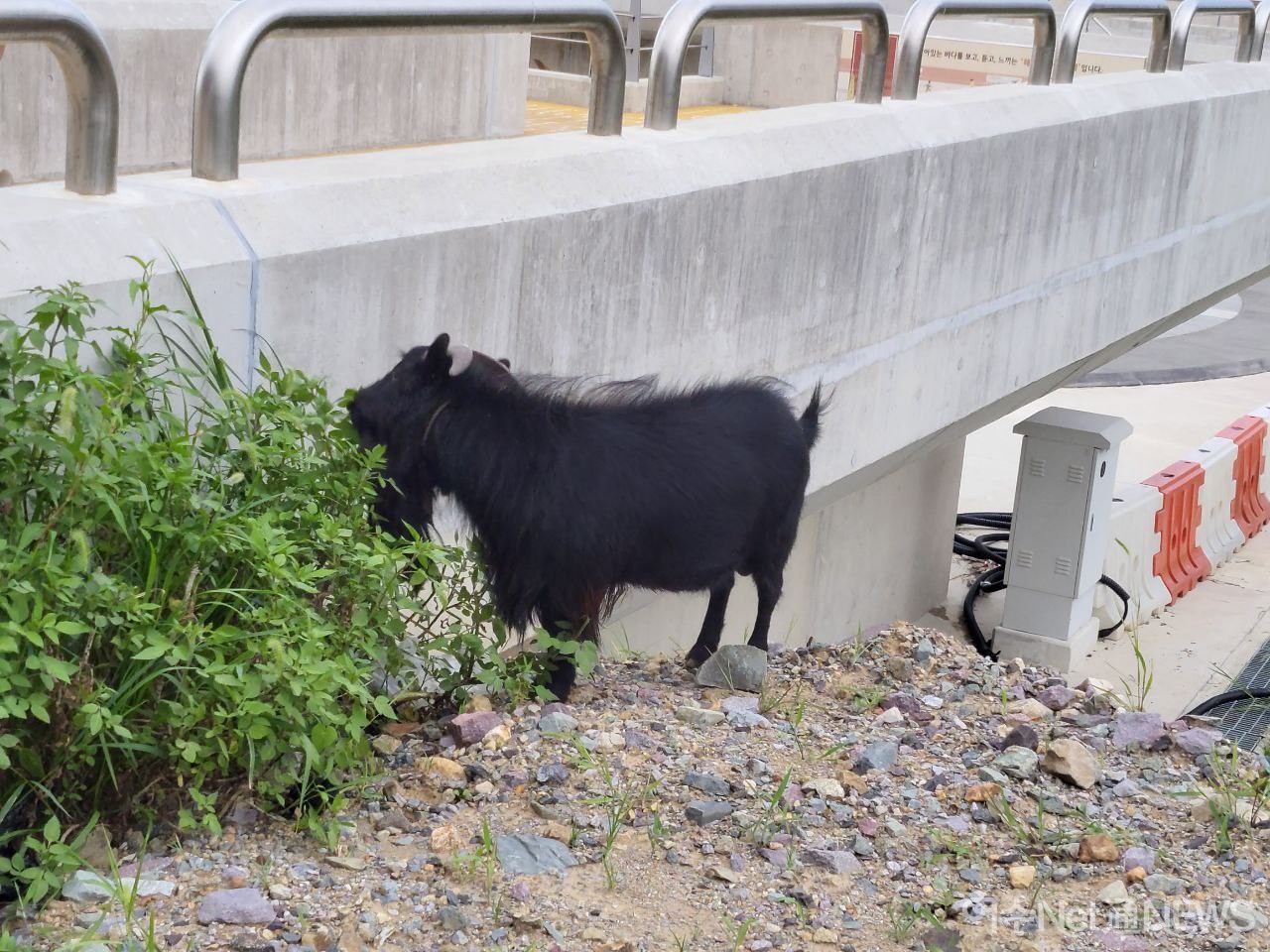 ▲ 신북항에 나타난 염소떼