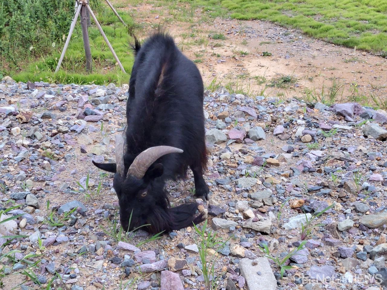 ▲ 신북항에 나타난 염소떼
