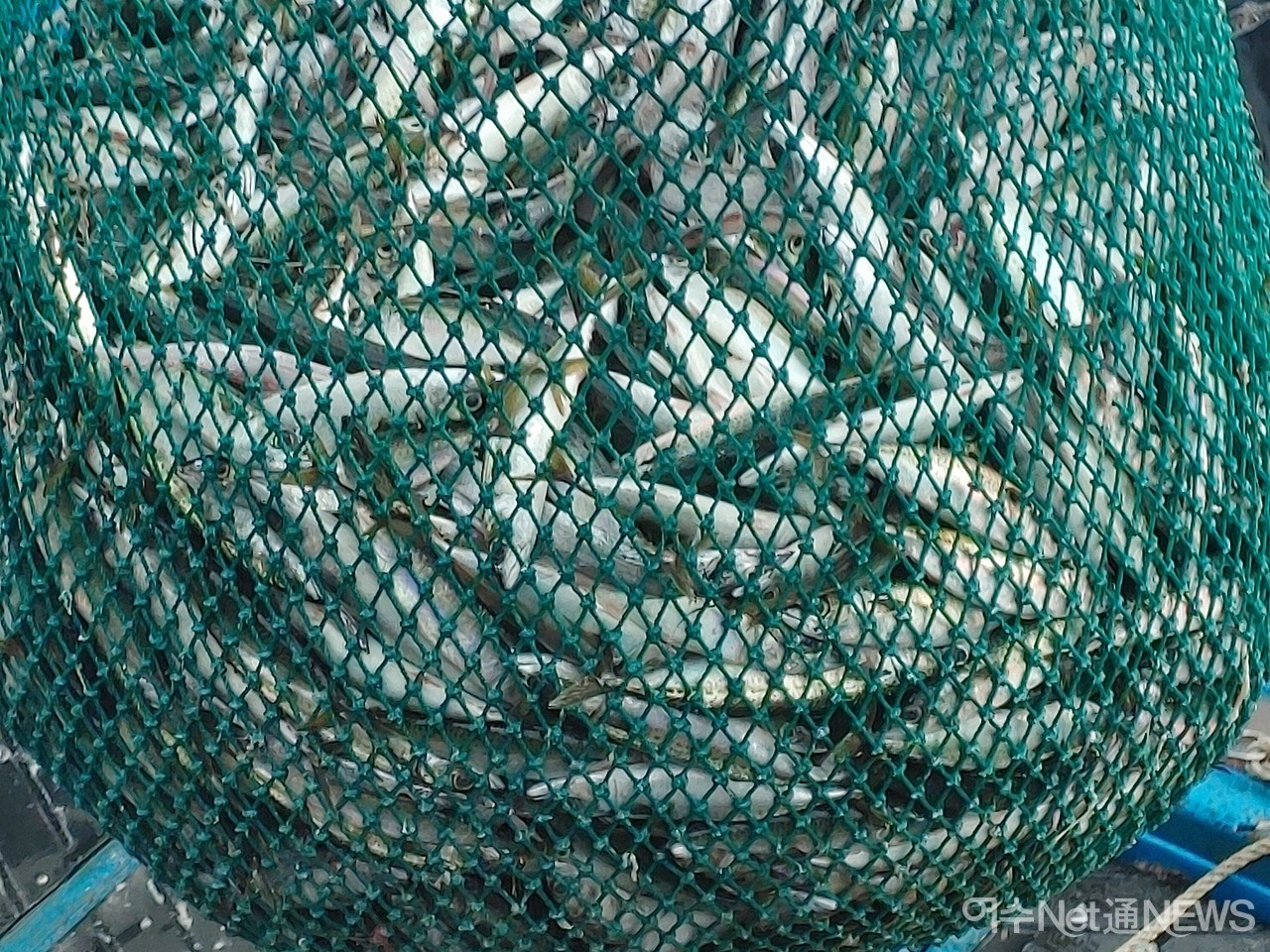 ▲ 한가위를 앞둔 여수수협 위판장에 고등어를 가득실은 어선이 출하가 한창이다