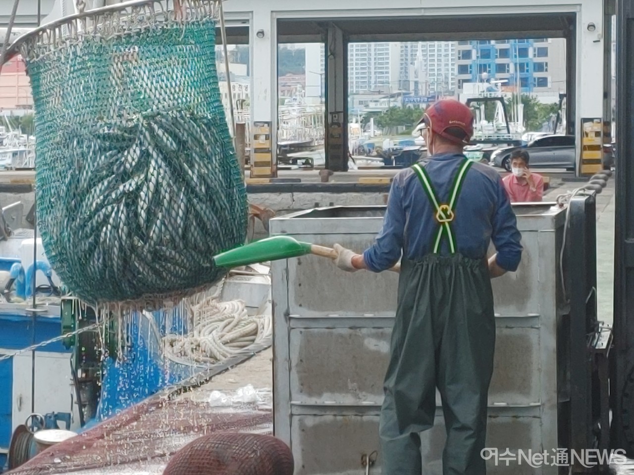 ▲ 한가위를 앞둔 여수수협 위판장에 고등어를 가득실은 어선이 출하가 한창이다
