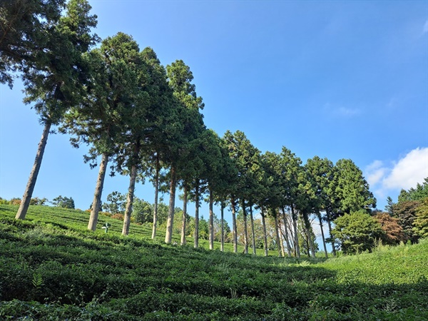 ▲  삼나무 숲길이다. 곱게 자란 차나무 이랑 사이로 가을이 굽이쳐 흐른다. ⓒ조찬현