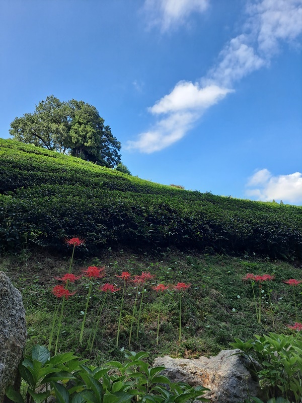 ▲ 차밭을 오르며 보는 풍경은 한 폭의 그림으로 다가온다, 영화와 드라마 촬영지이기도 하다.ⓒ조찬현