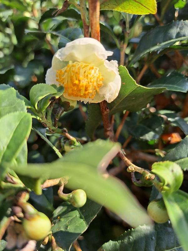 ▲9월부터 피기 시작한 차 꽃은 12월까지 핀다 ⓒ조찬현