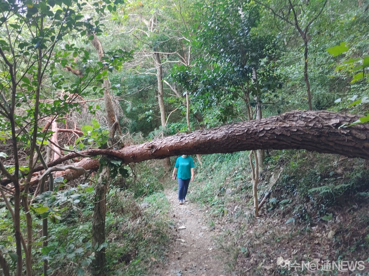 ▲ 종고산 둘레길에 태풍에 넘어진 대형 소나무가 산책길을 가로막아 등산객들의 산책을 방해하고 있다