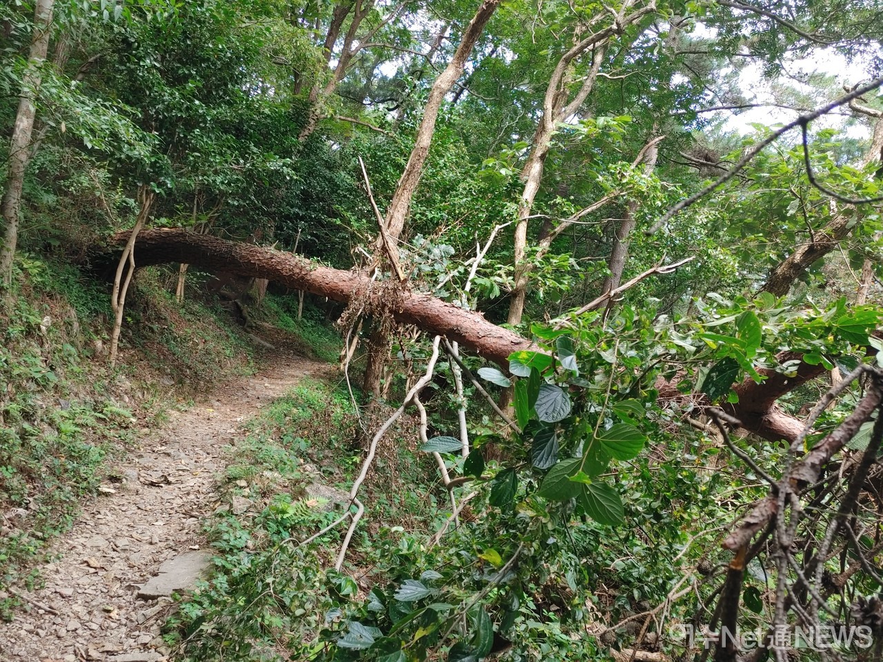 ▲ 종고산 둘레길에 태풍에 넘어진 대형 소나무가 방치되고 있다