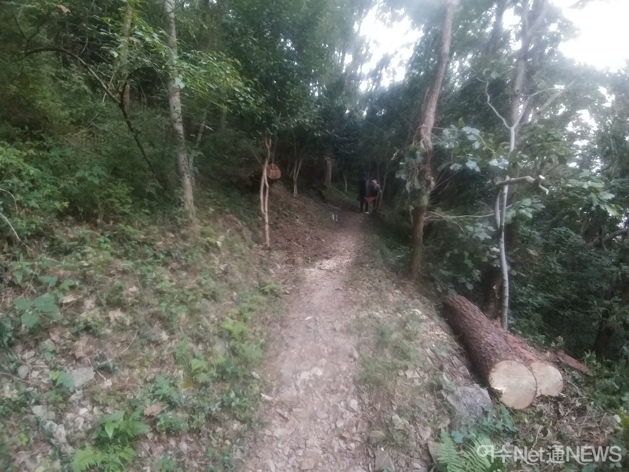 ▲ 종고산 둘레길 태풍에 넘어진 소나무가 깨끗이 치워진 모습