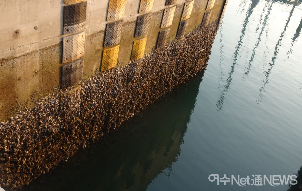 ▲홍정운 군이 바닷속에서 제거해야 했던 따개비