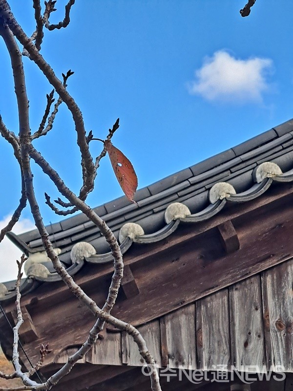 ▲마지막 잎새와 빛바랜 목조 건물이 묘한 대비를 이룬다. ⓒ조찬현