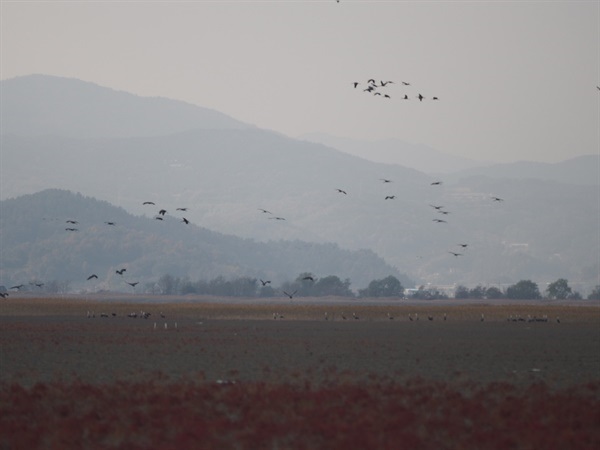 ▲ 흑두루미의 군무. 칠색초 위를 날며 춤추는 흑두루미 떼 ⓒ정병진