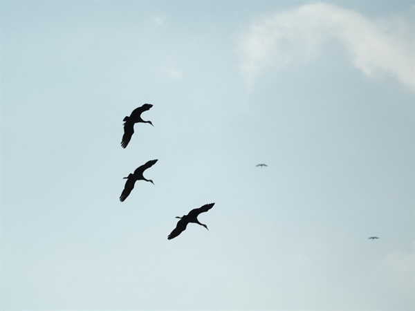 ▲ 비행하는 흑두루미  ⓒ정병진