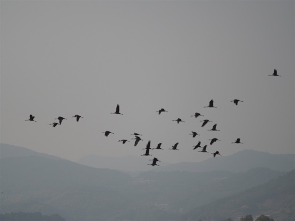 ▲ 하늘을 나는 흑두루미 떼  ⓒ정병진
