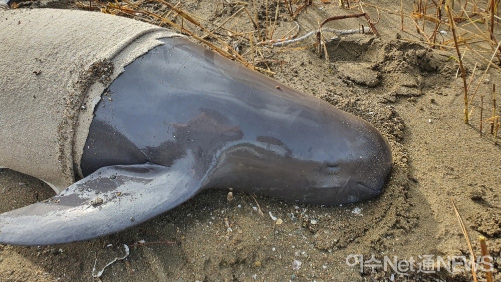 ▲해안에 떠밀려온 토종고래 상괭이 ⓒ박근호 시민기자
