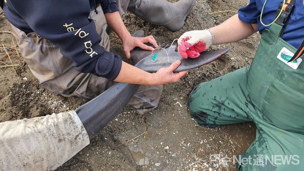 ▲한화아쿠아플라넷 직원들이 상괭이를 치료하고 있다 ⓒ박근호