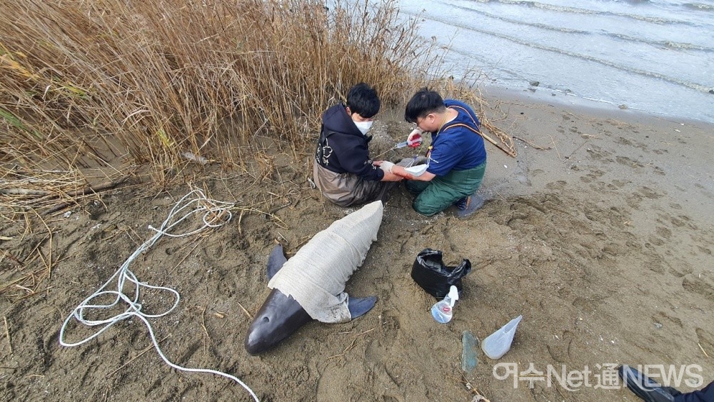 ▲한화아쿠아플라넷 직원들이 상괭이를 치료하고 있다 ⓒ박근호