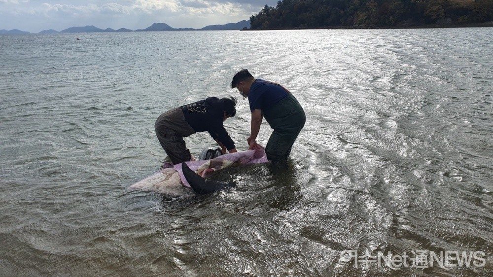 ▲상괭이를 바다로 돌려보내고 있다 ⓒ박근호