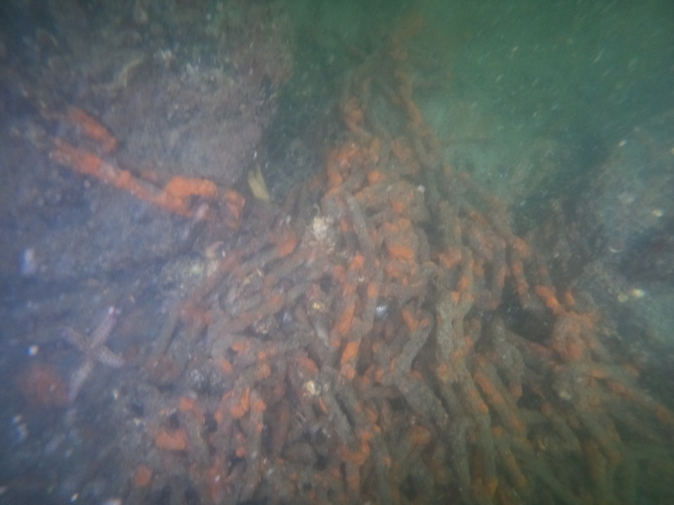 ▲수중촬영한 여수산단 앞바다  ⓒ박근호