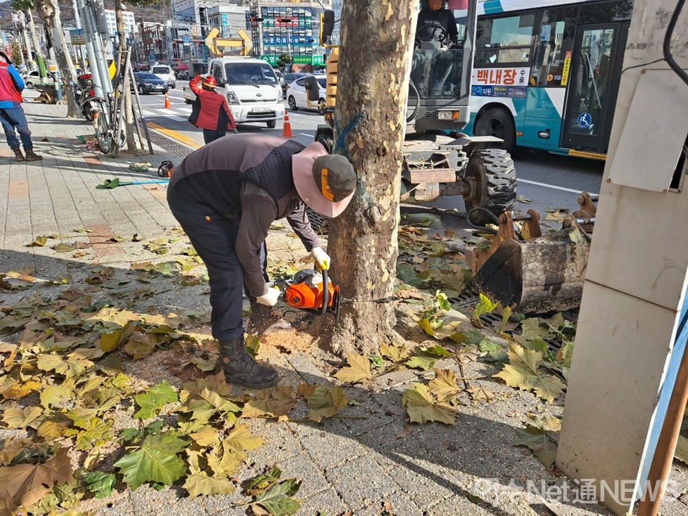 ▲ 9일 오전 광림동 도로변에서 한 인부가 전기톱으로 가로수를 자르고 있다.ⓒ조찬현