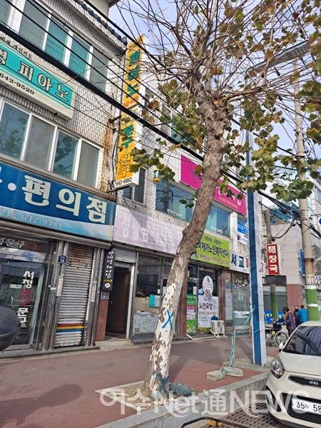 ▲ 파란색으로 x표시한 이 나무는 곧 잘려나갈 예정이다. ⓒ조찬현