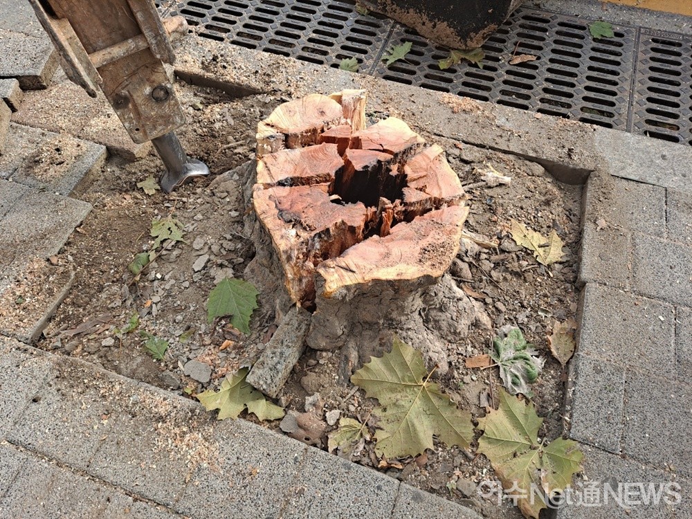 ▲ 싹둑 잘려나간 가로수 그루터기다.ⓒ조찬현