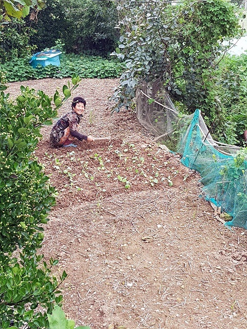 ▲ 딸에게 가난을 물려주고 싶지 않은 장미연씨 엄마는 딸의 대학 학비를 위해 마지막 남은 소까지 팔았다. ⓒ 장미연