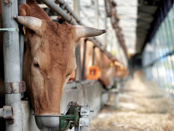 ▲장흥에 위치한 축사 내부  ⓒ장흥군청