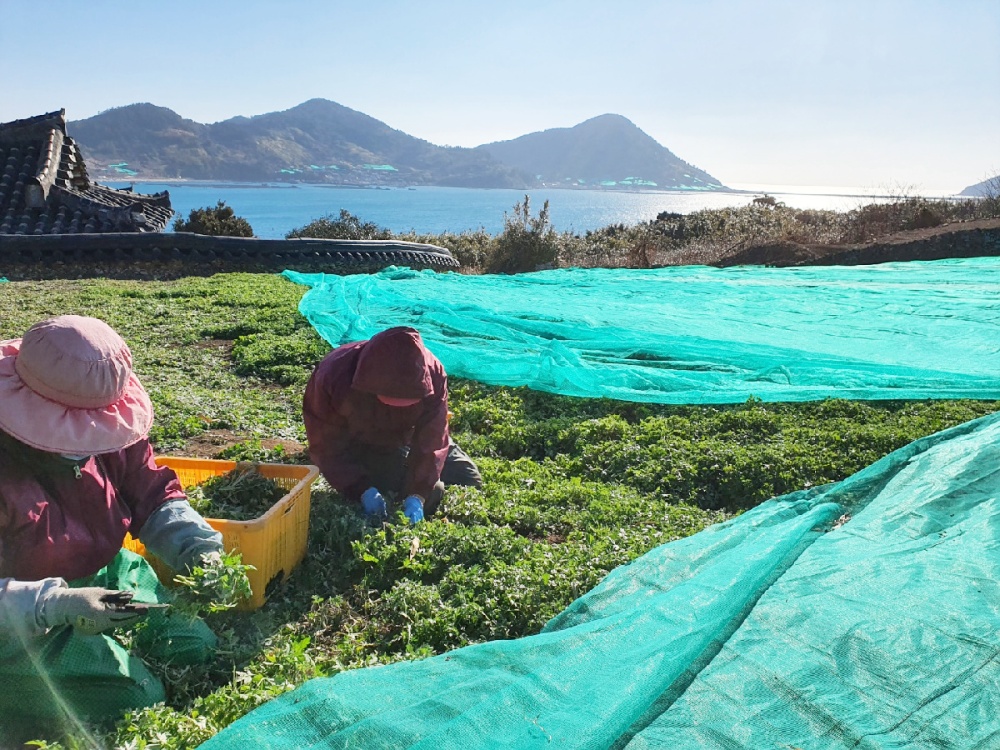 ▲ 삼산면 거문도 청정지역에서 해풍을 맞고 자란 햇생쑥을 농가에서 수확하고 있다