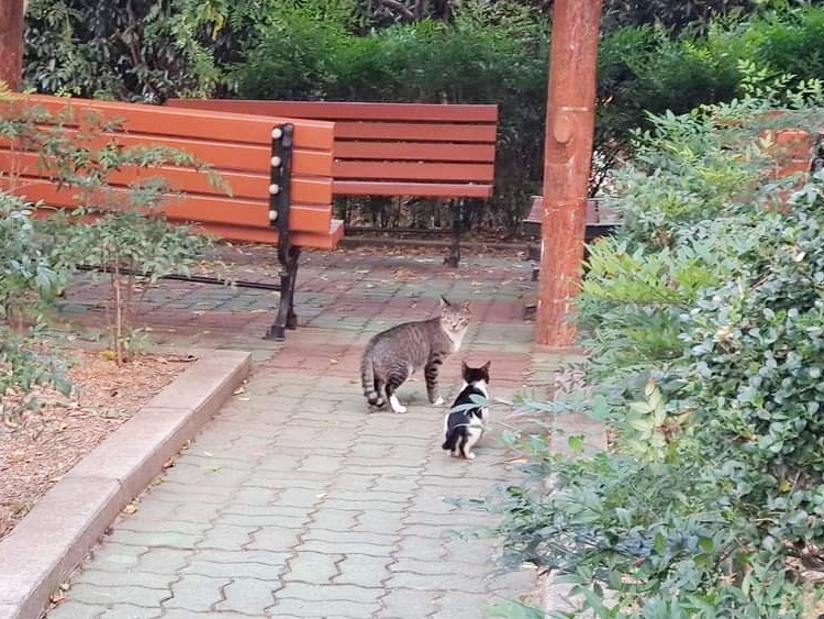 ▲여수시가 ‘길고양이 중성화 수술사업’을 660여 마리로 확대 시행한다